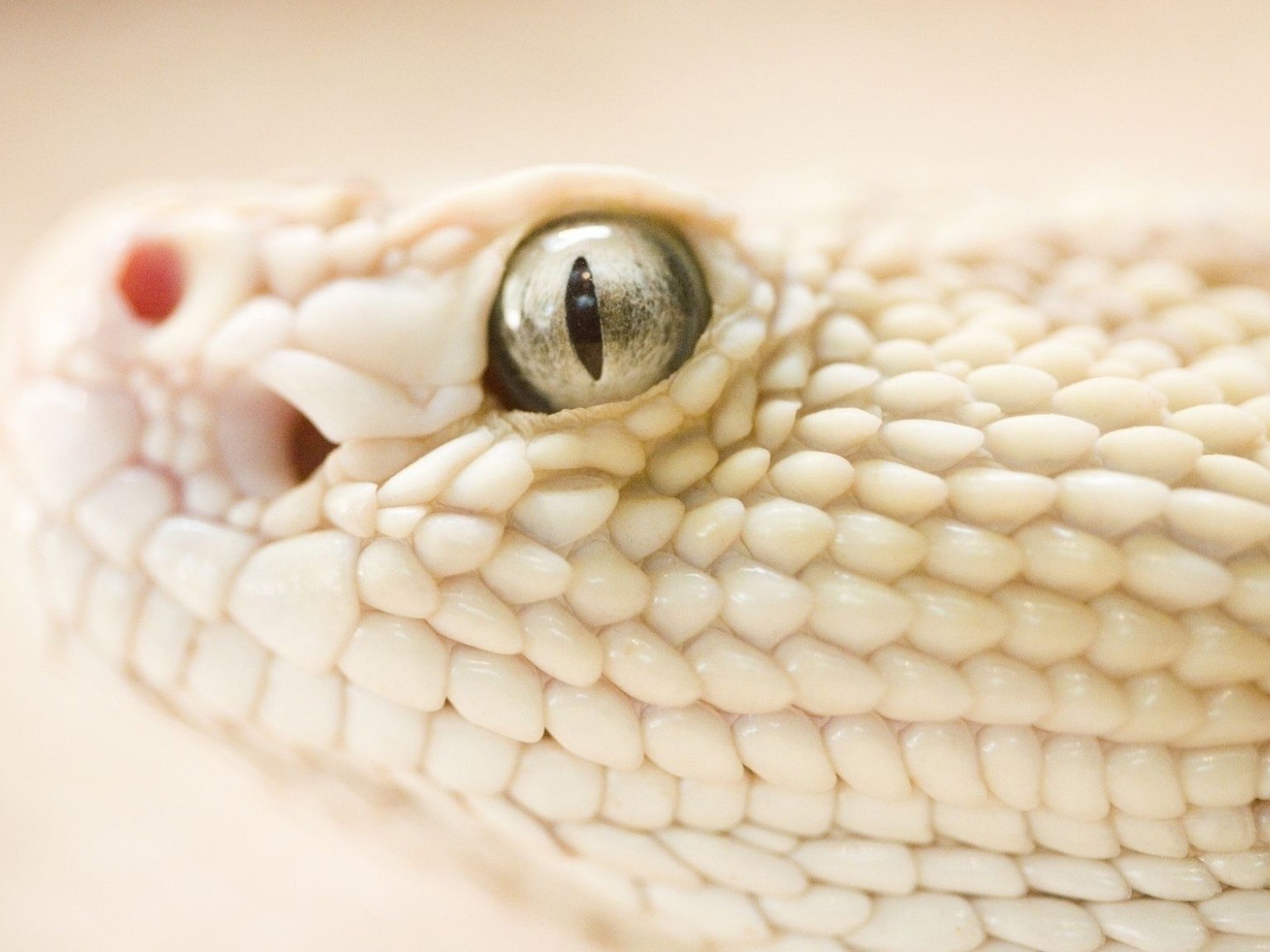 Змея альбинос на белом фоне