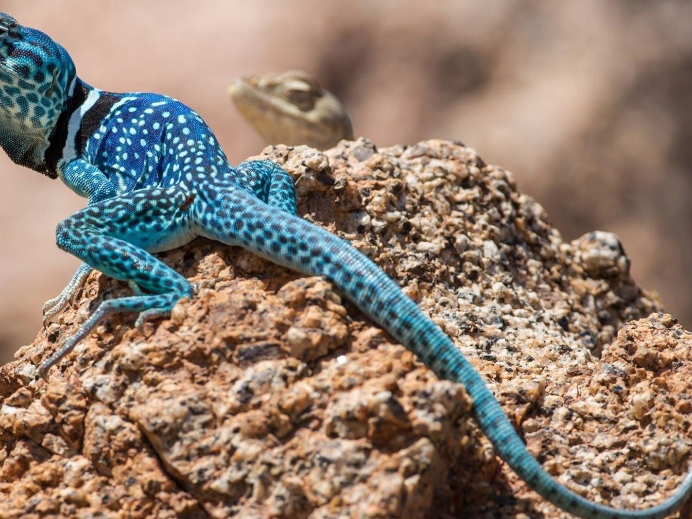 Синяя ящерица на камне