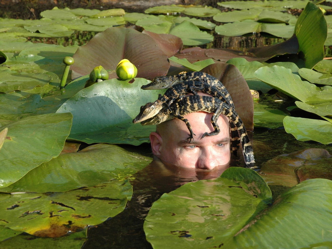 Крокодилы на голове человека