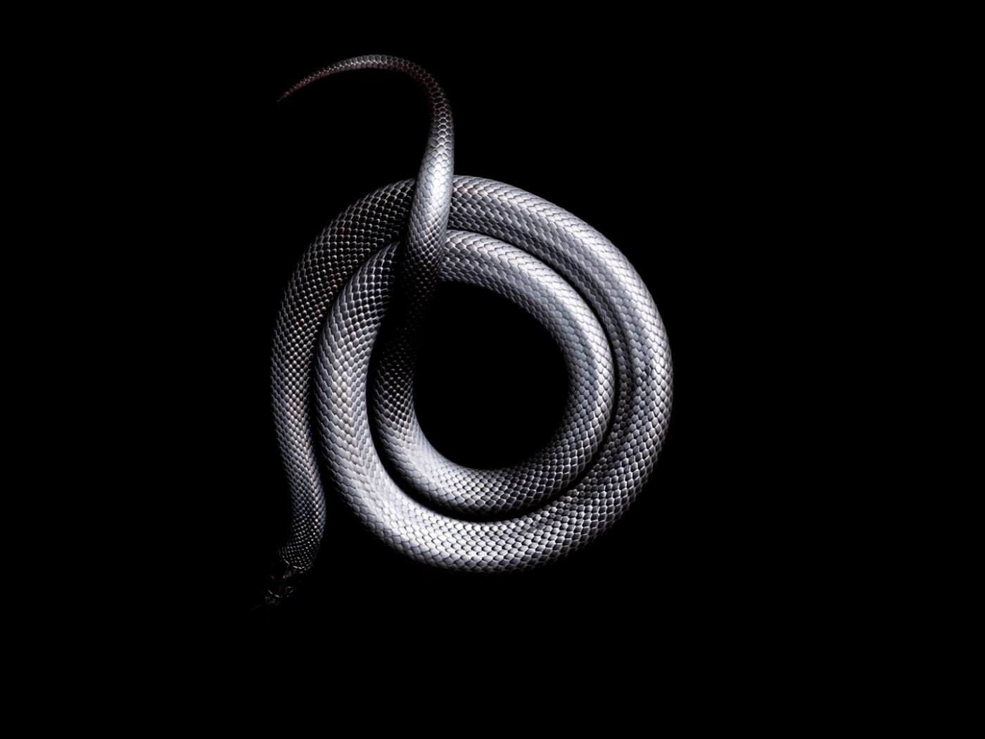 То змейкой свернувшись. Черная змея. Змея на черном фоне. Змея свернувшаяся кольцом.