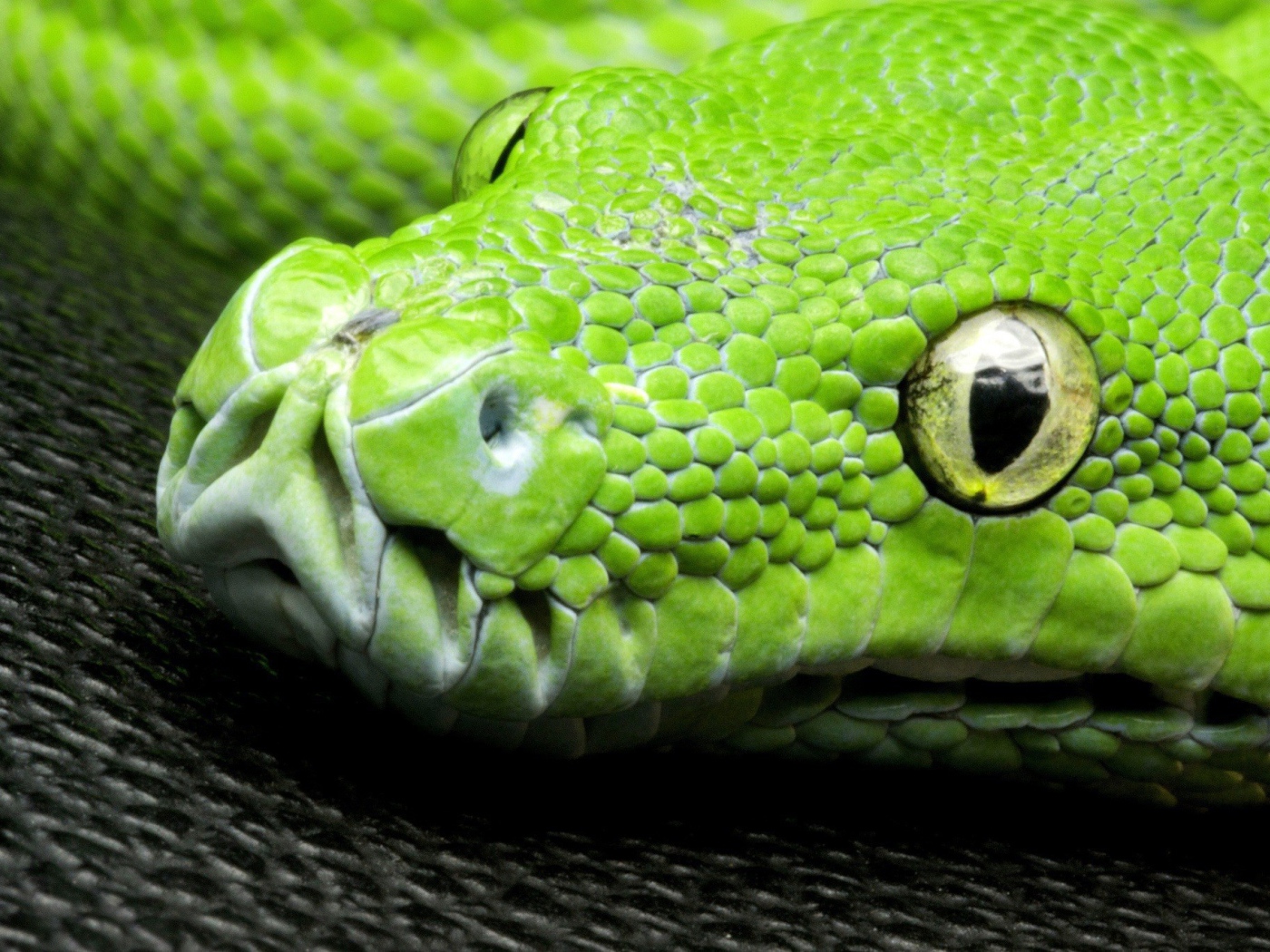 Голова зеленой змеи на черной поверхности