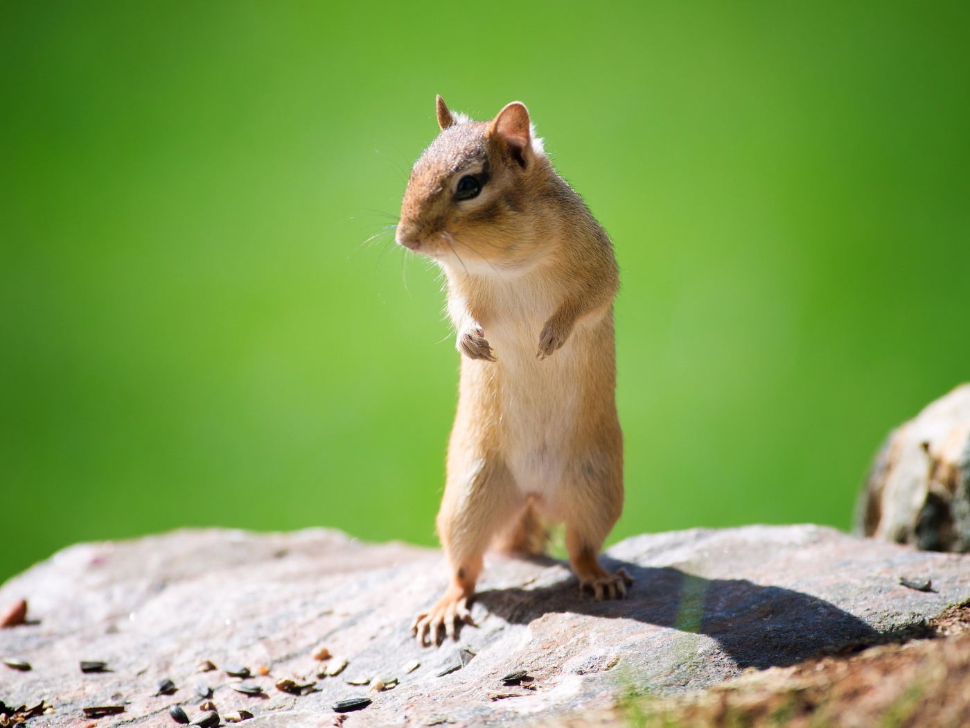 Мышь полевка стоит на задних лапах