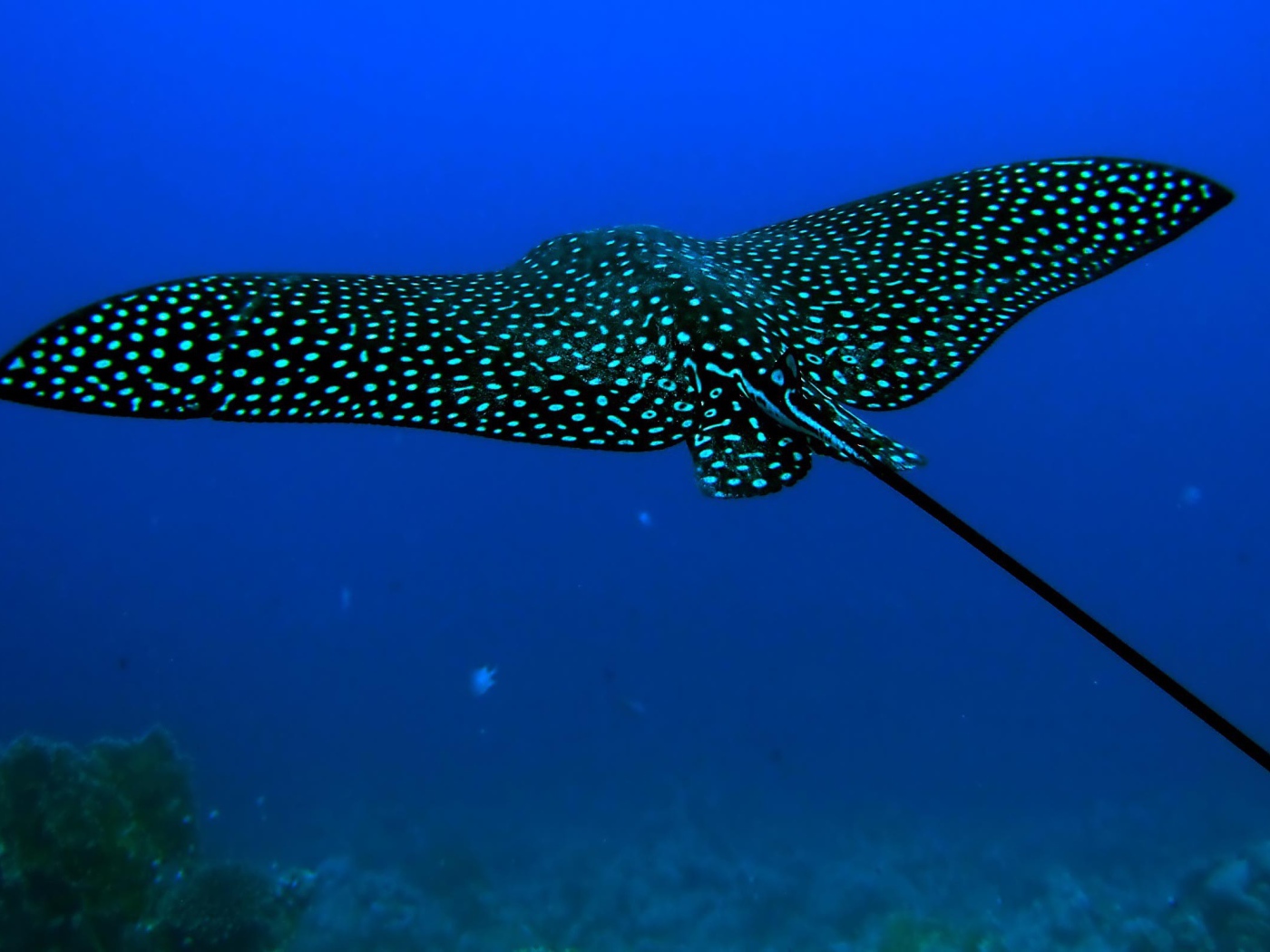 Черный скат стингрей