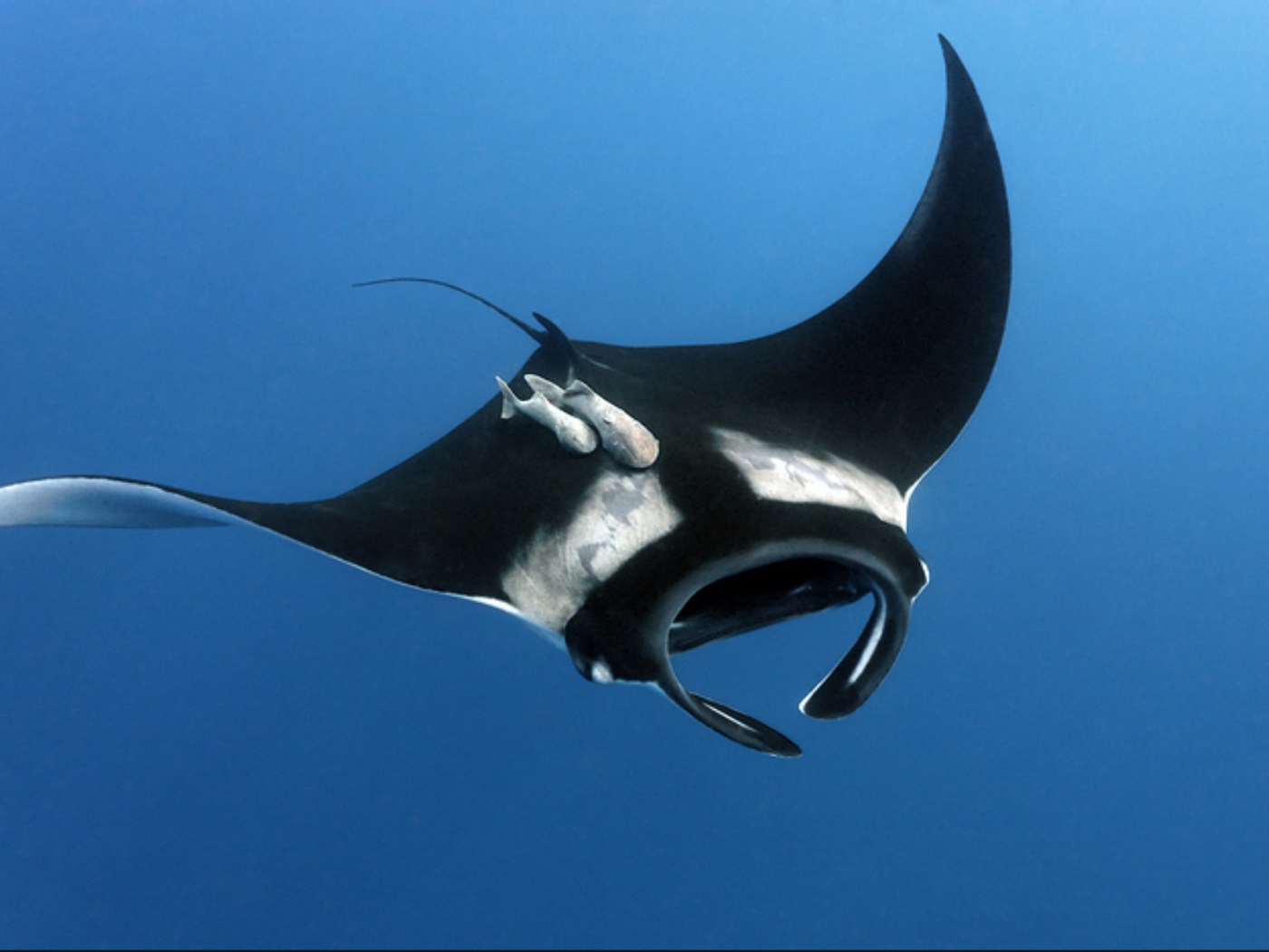 Черный скат в воде