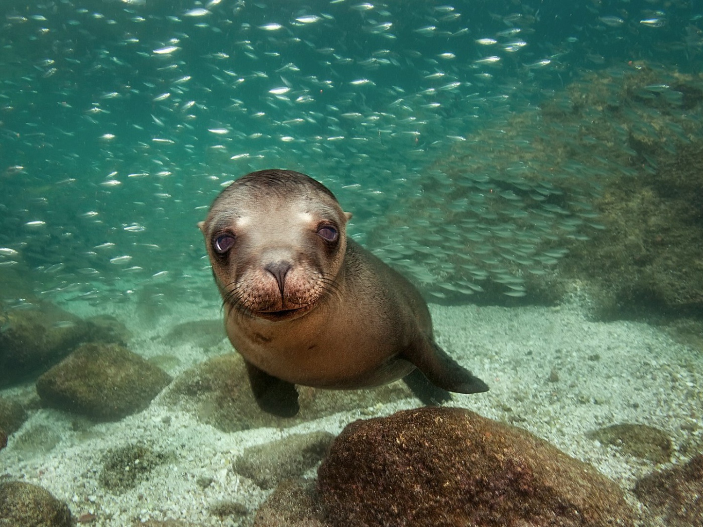 Калифорнийский морской лев