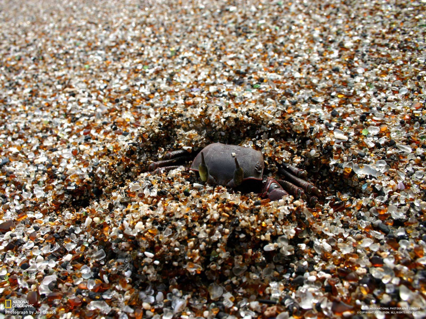 Краб зарывается в песок