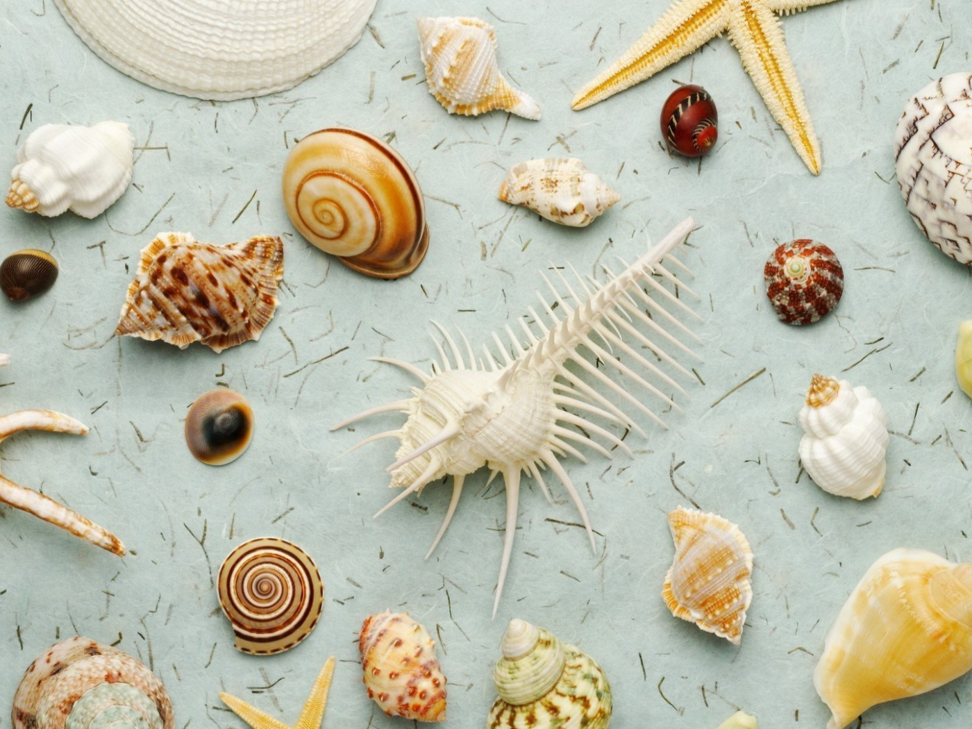 Разные виды морских ракушек