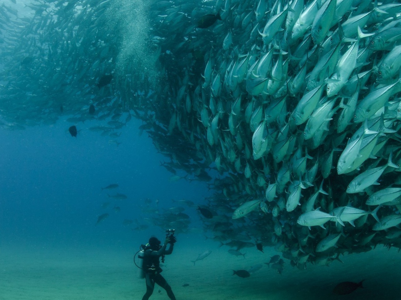 Дайвер в океане фотографирует рыб