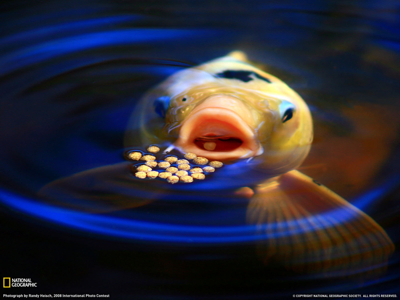 Рыба обедает