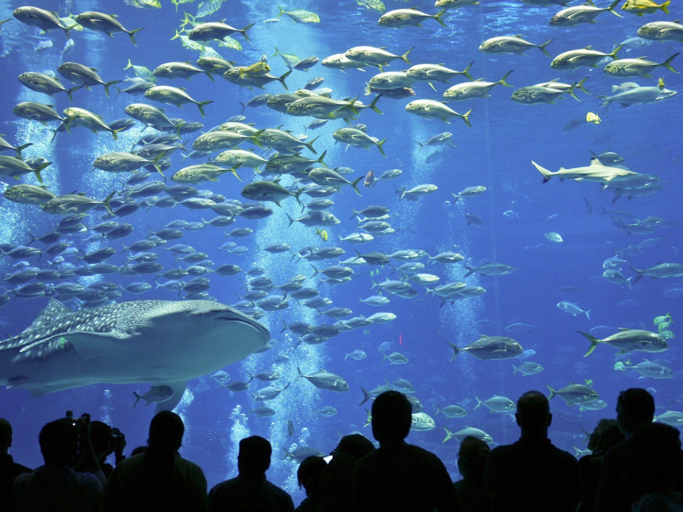 Рыбы в океанариуме