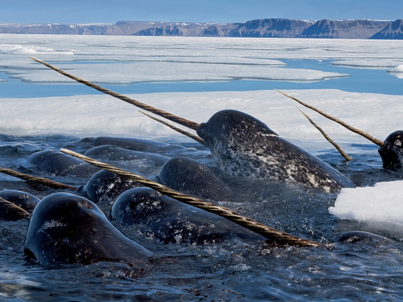 Нарвалы среди льдов