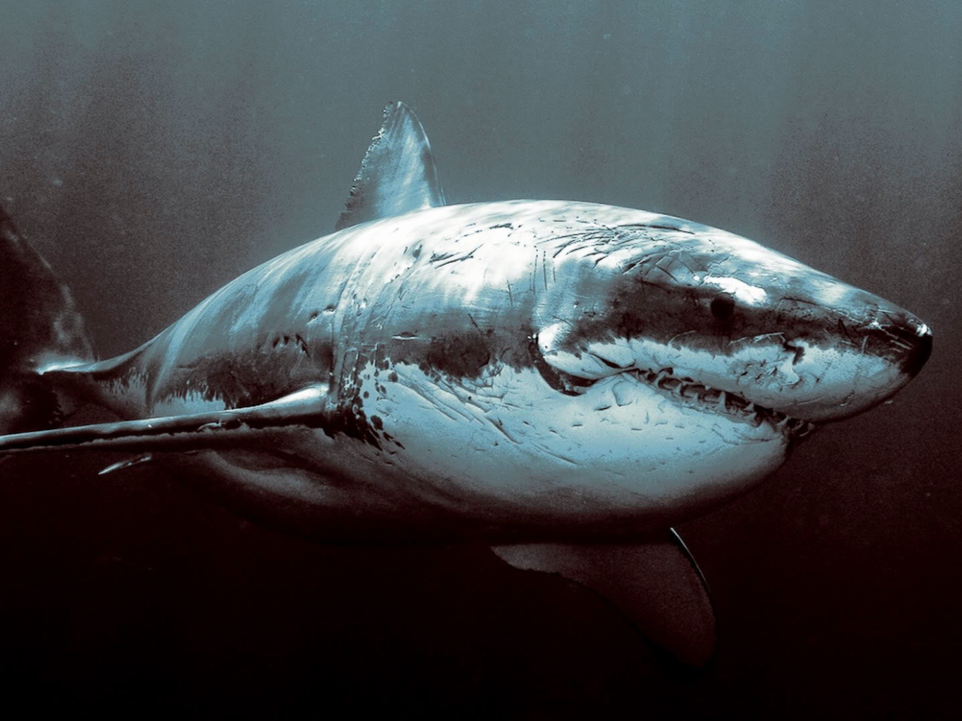 Старая потрепанная акула