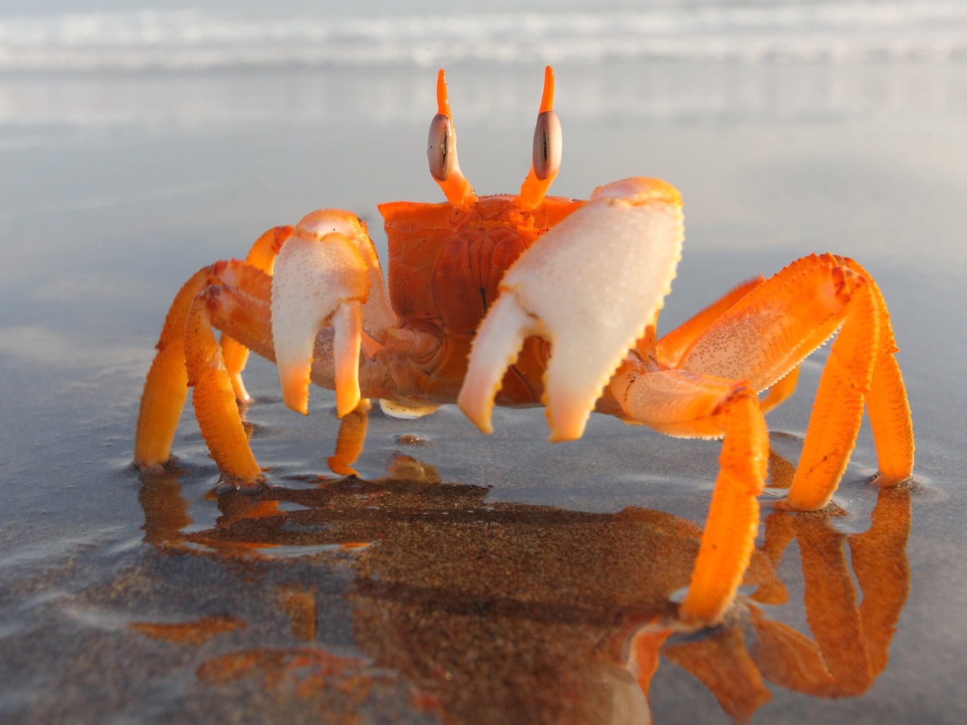 Оранжевый краб на мелководье