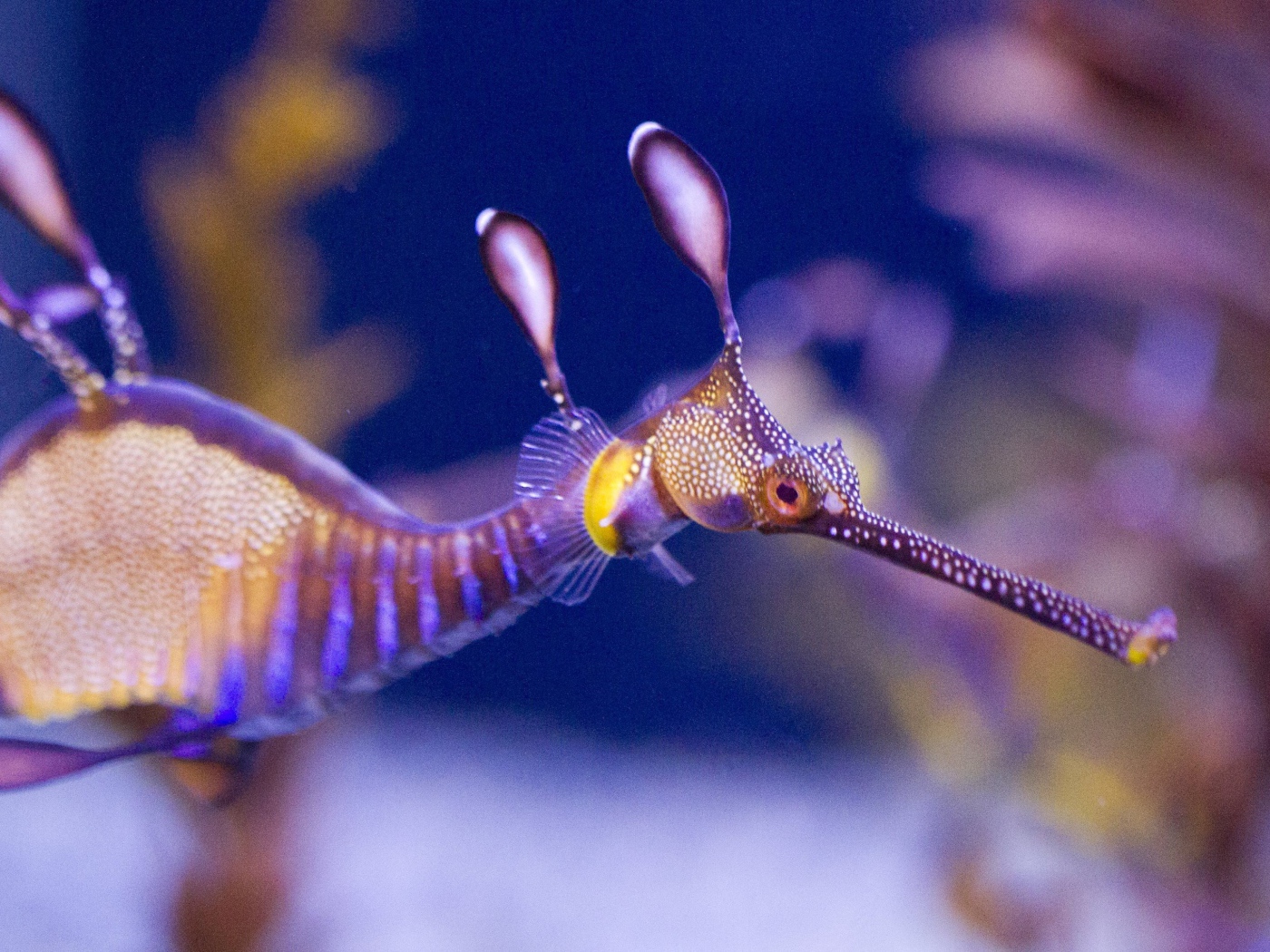 Фото прозрачного морского конька