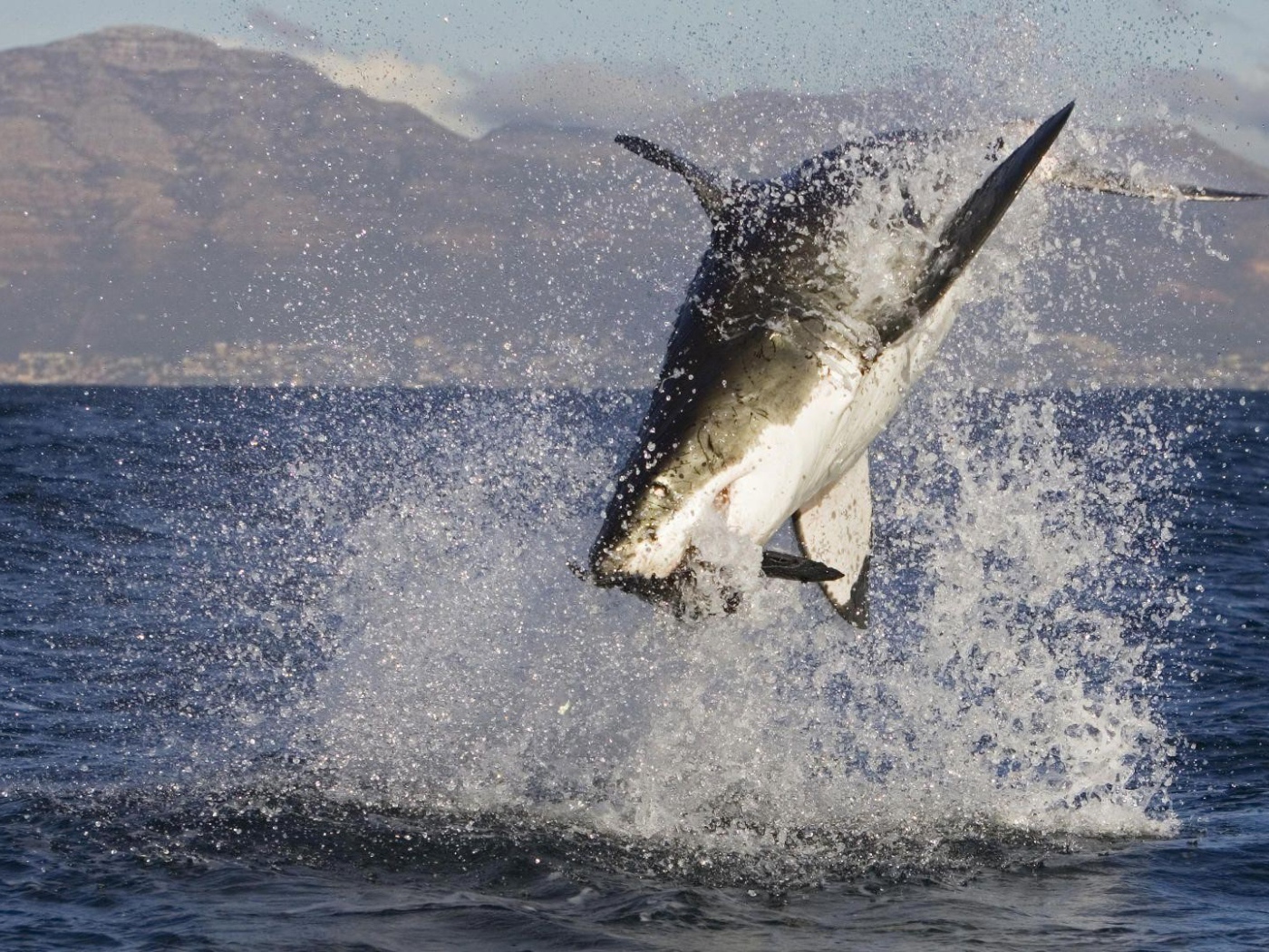 Акула в брызгах  воды