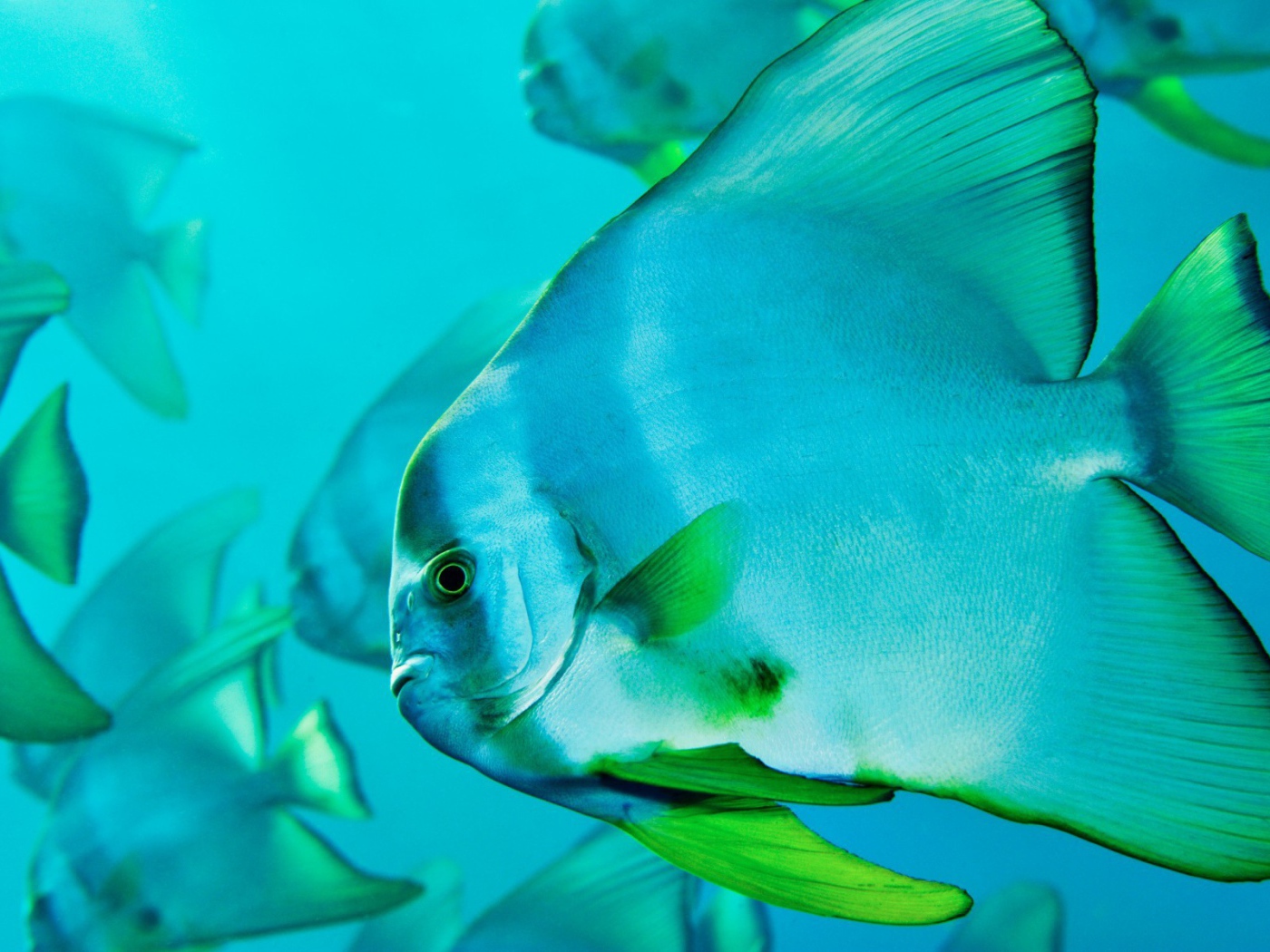 Прозрачная голубая рыба с зелеными плавниками