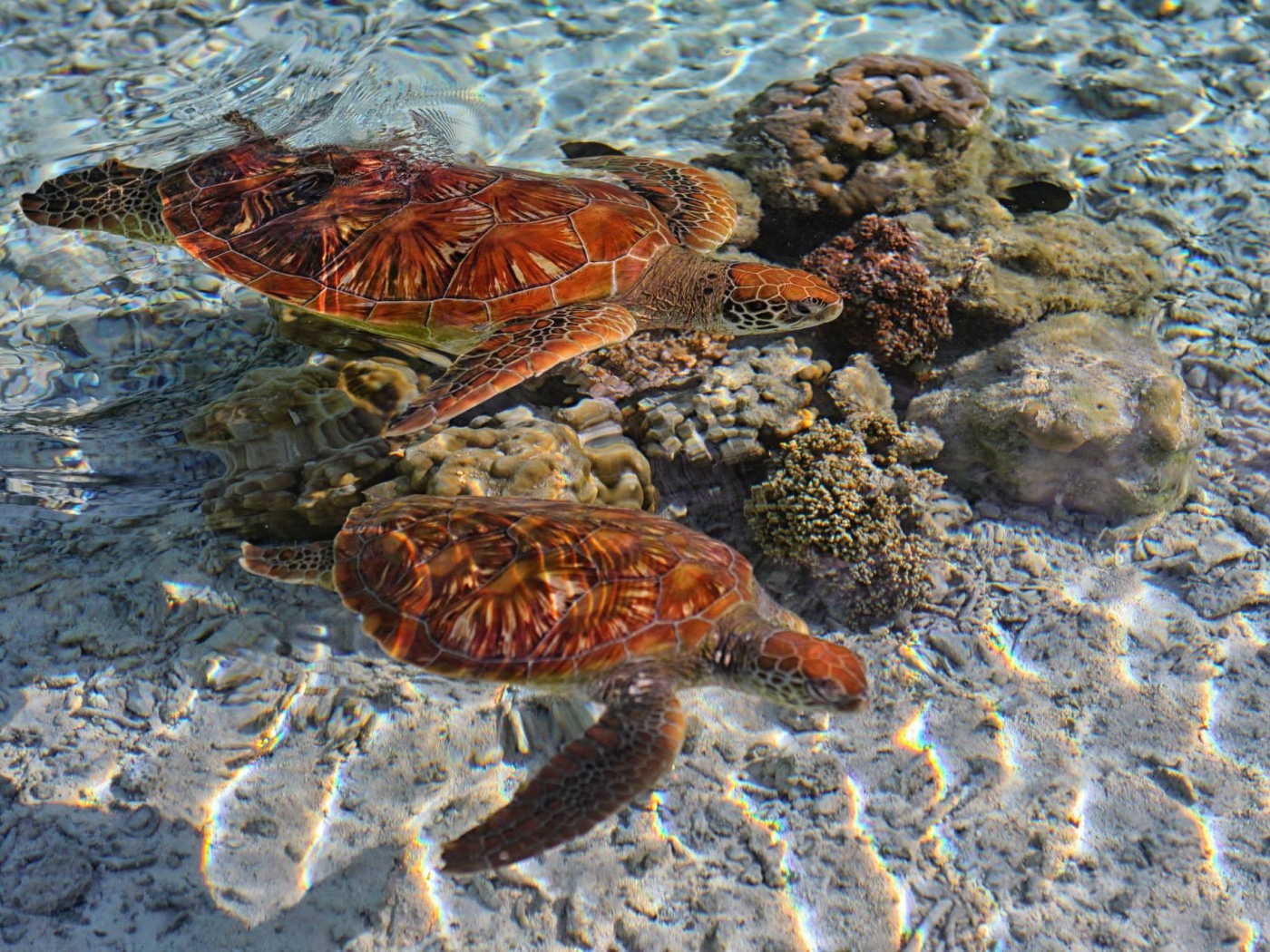 Черепахи в кристально чистой воде