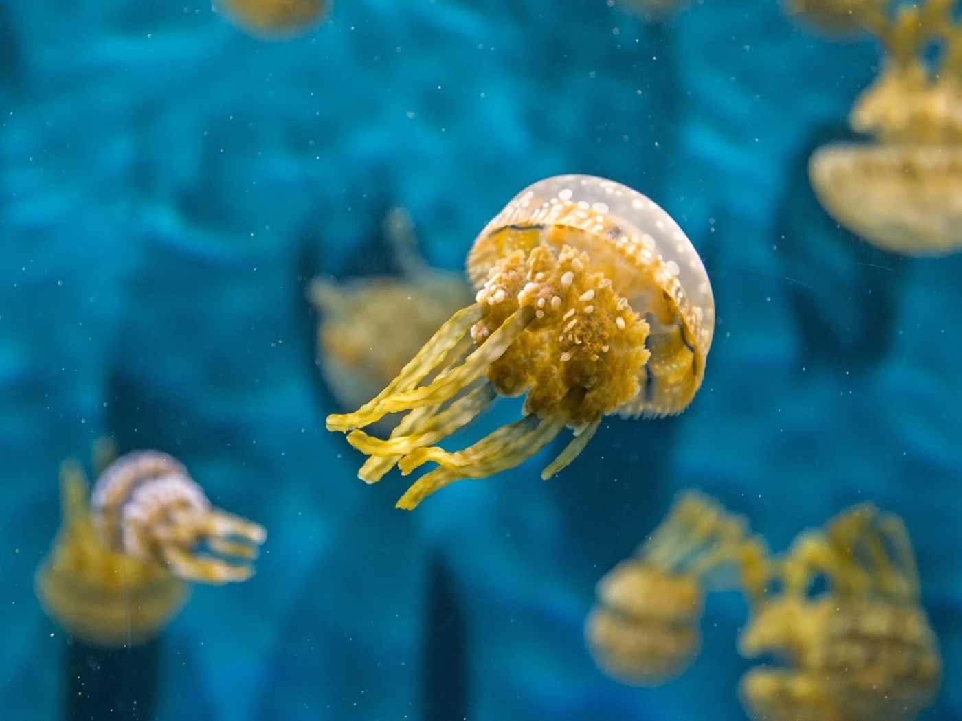 Желтая медуза в голубой воде