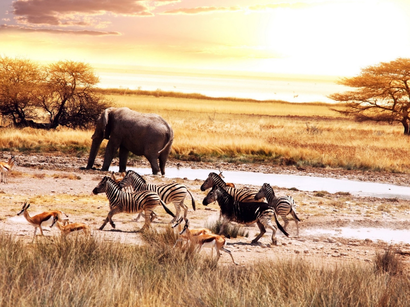 Животные в саванне Африки