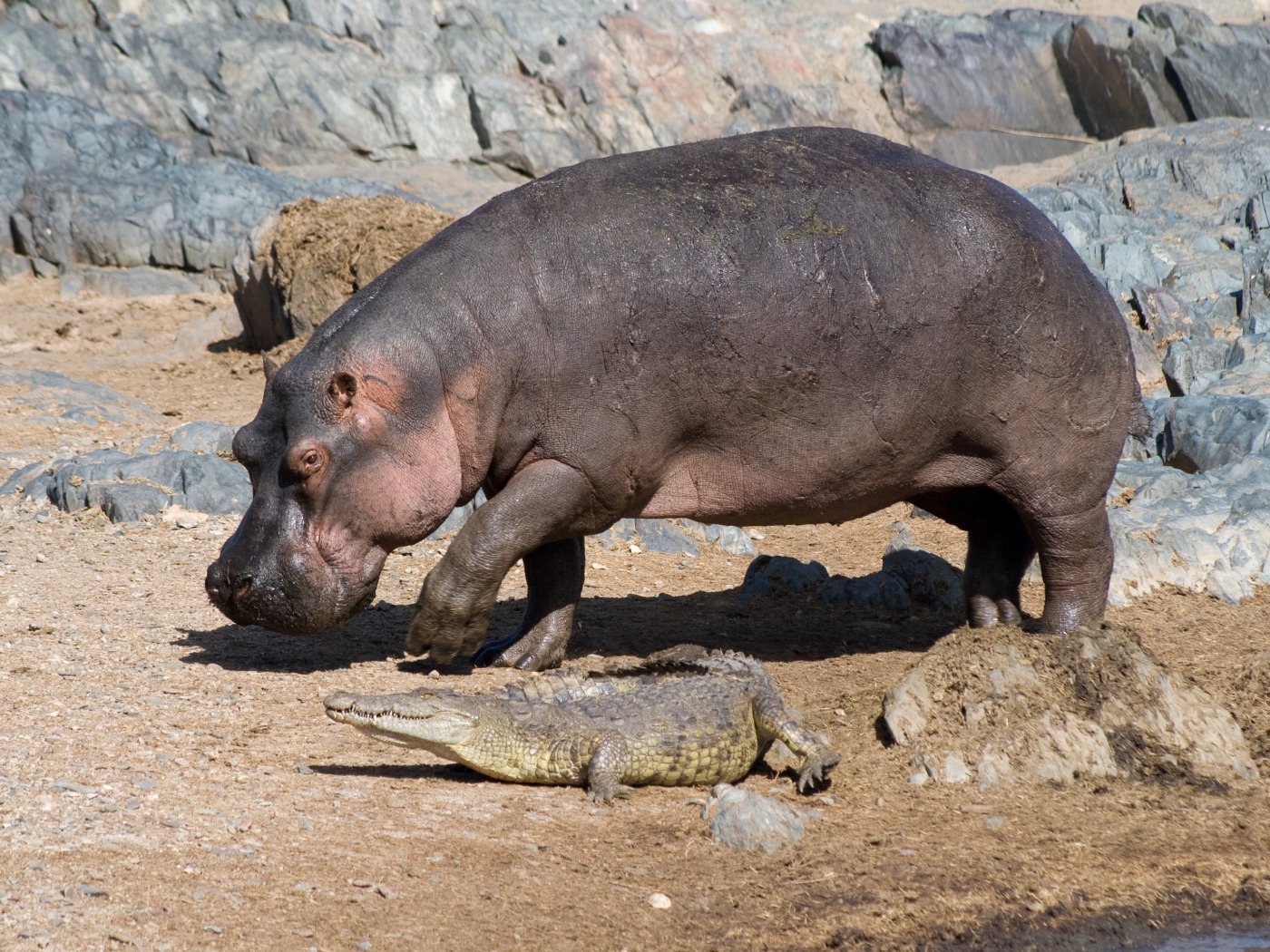 Бегемот и маленький крокодил