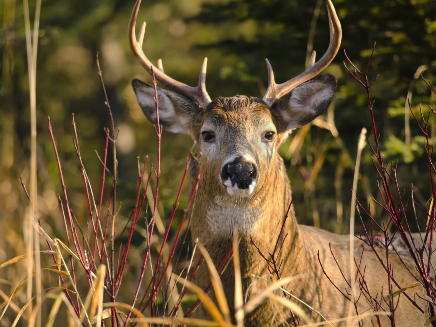Олень лежит в траве