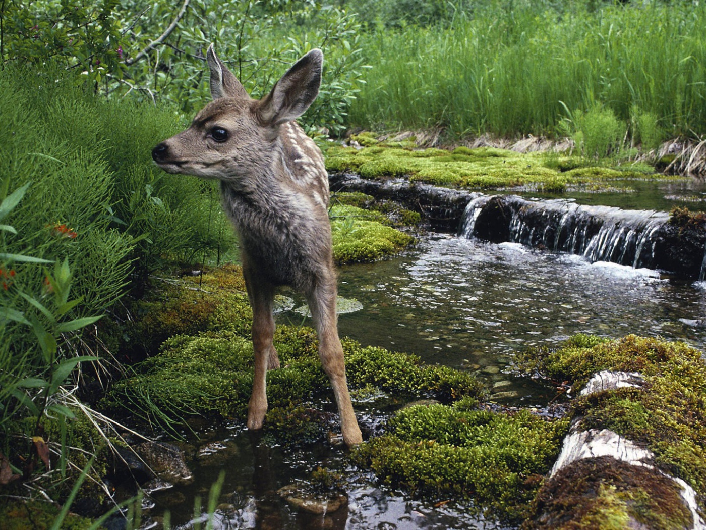 Олененок на водопое