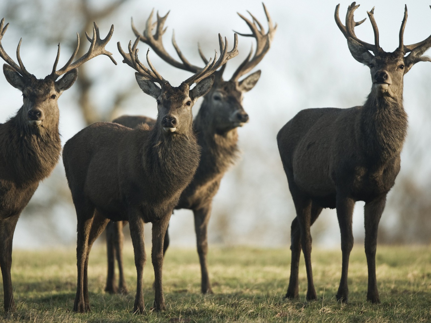 Четыре гордых оленя