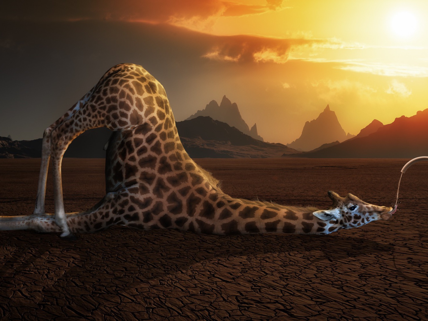 Жираф пьет воду в пустыне