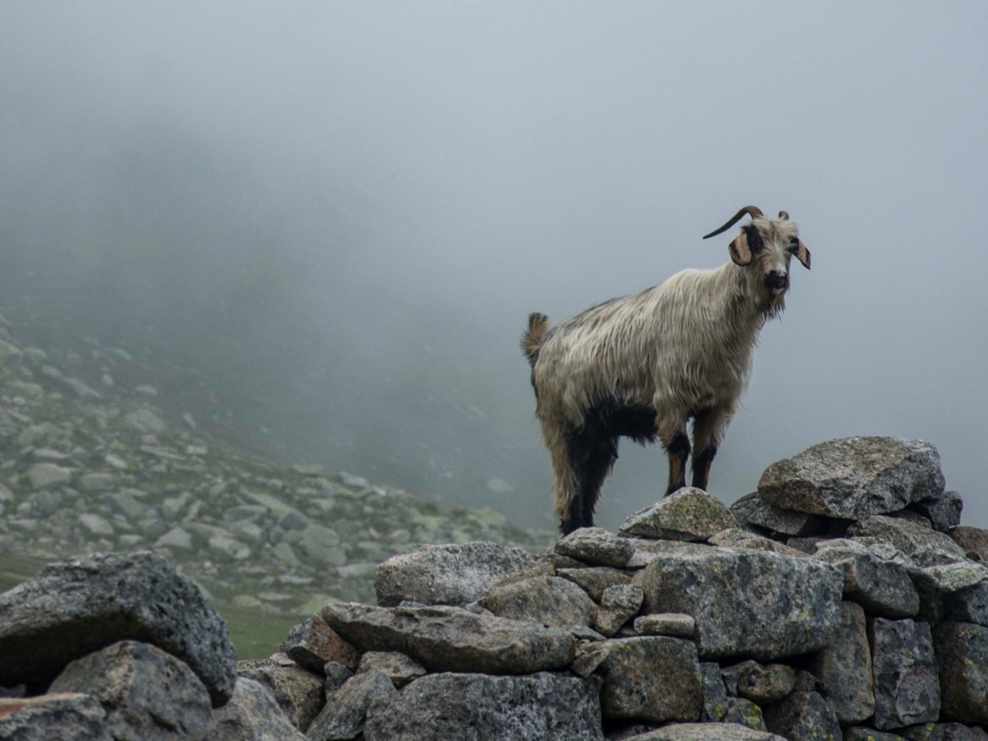 Горный козел стоит на камнях