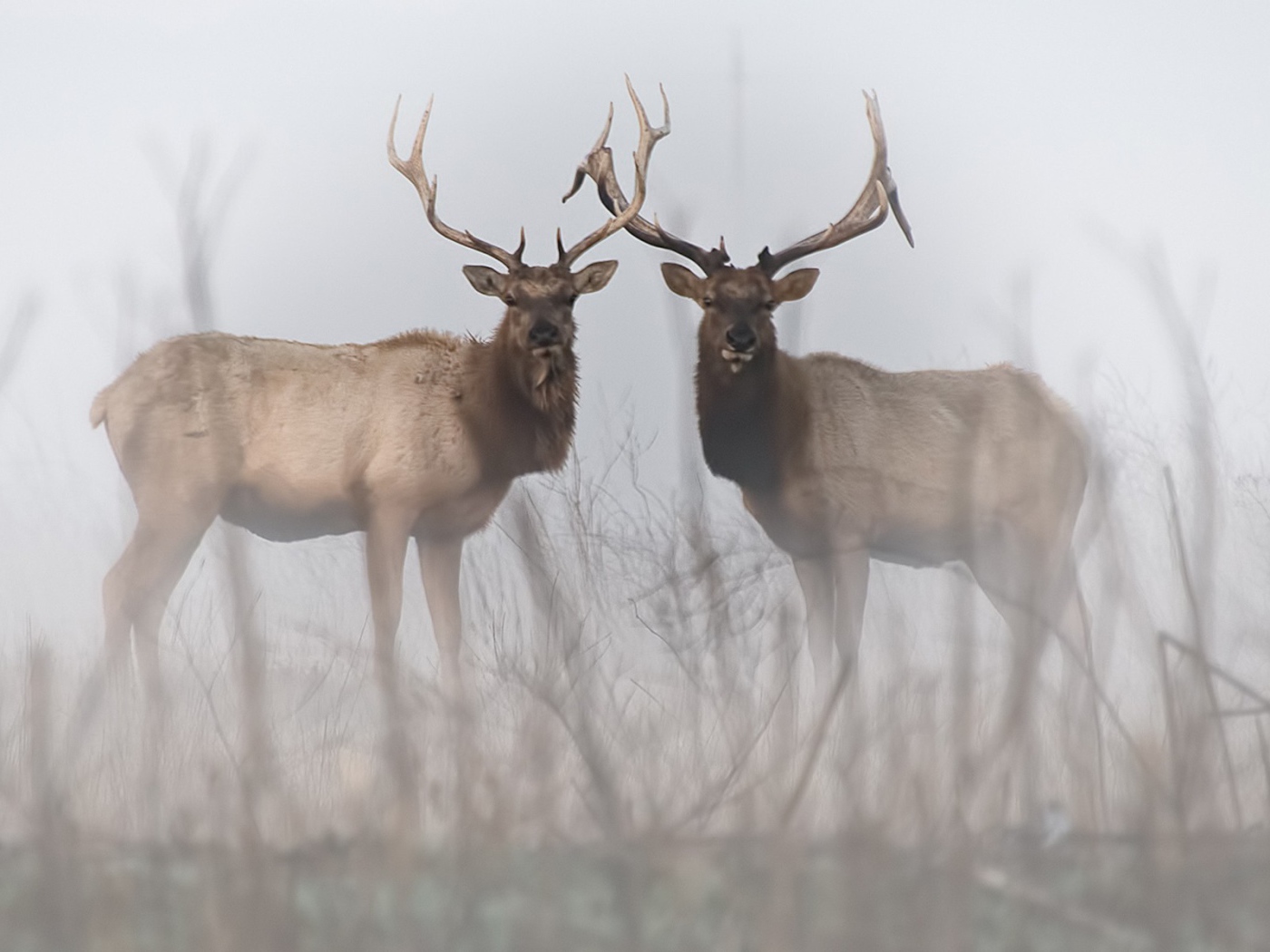 Два оленя в тумане