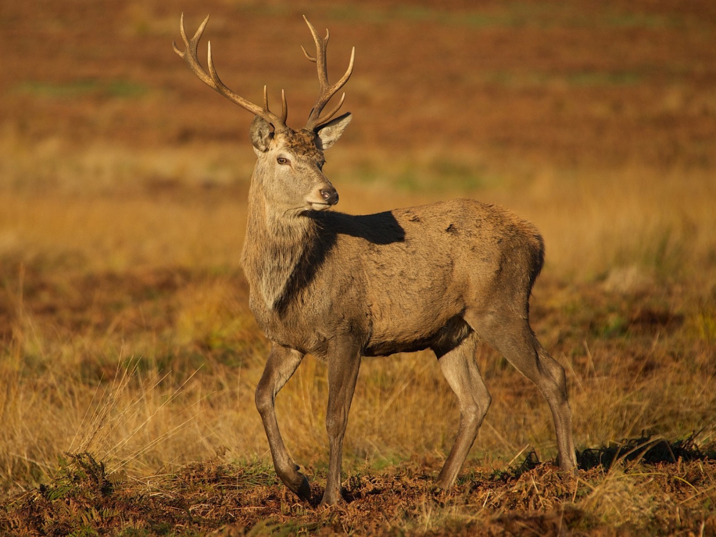 Молодой олень на коричневой земле