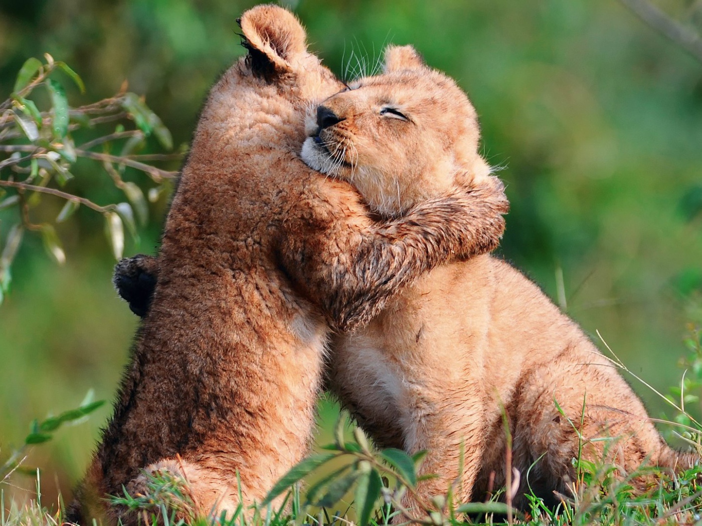Пара милых львят