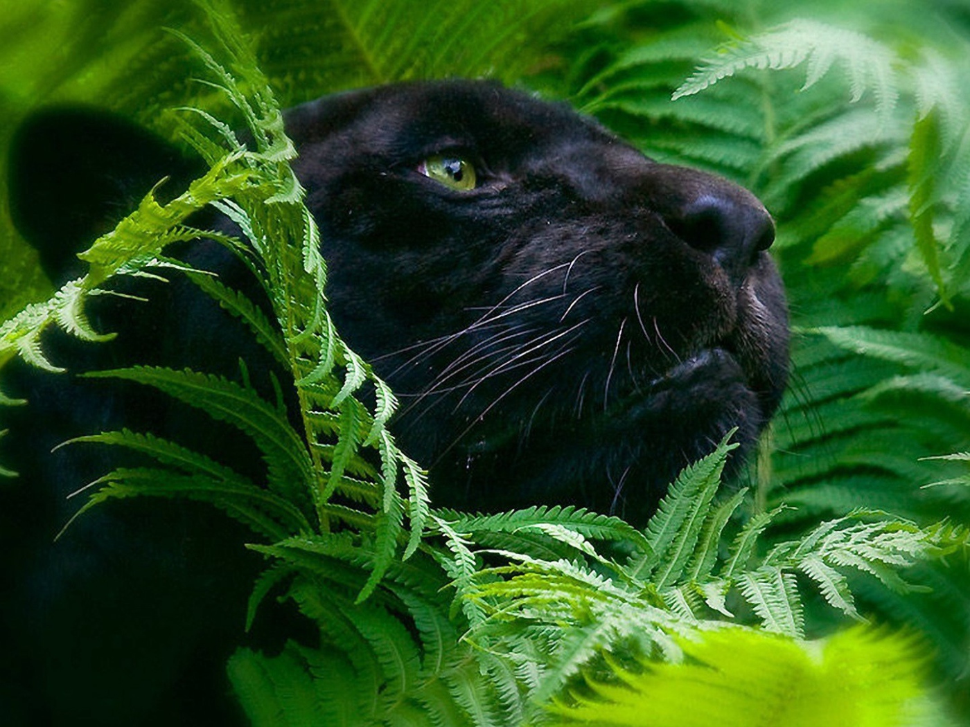 Черная пантера в зеленых зарослях