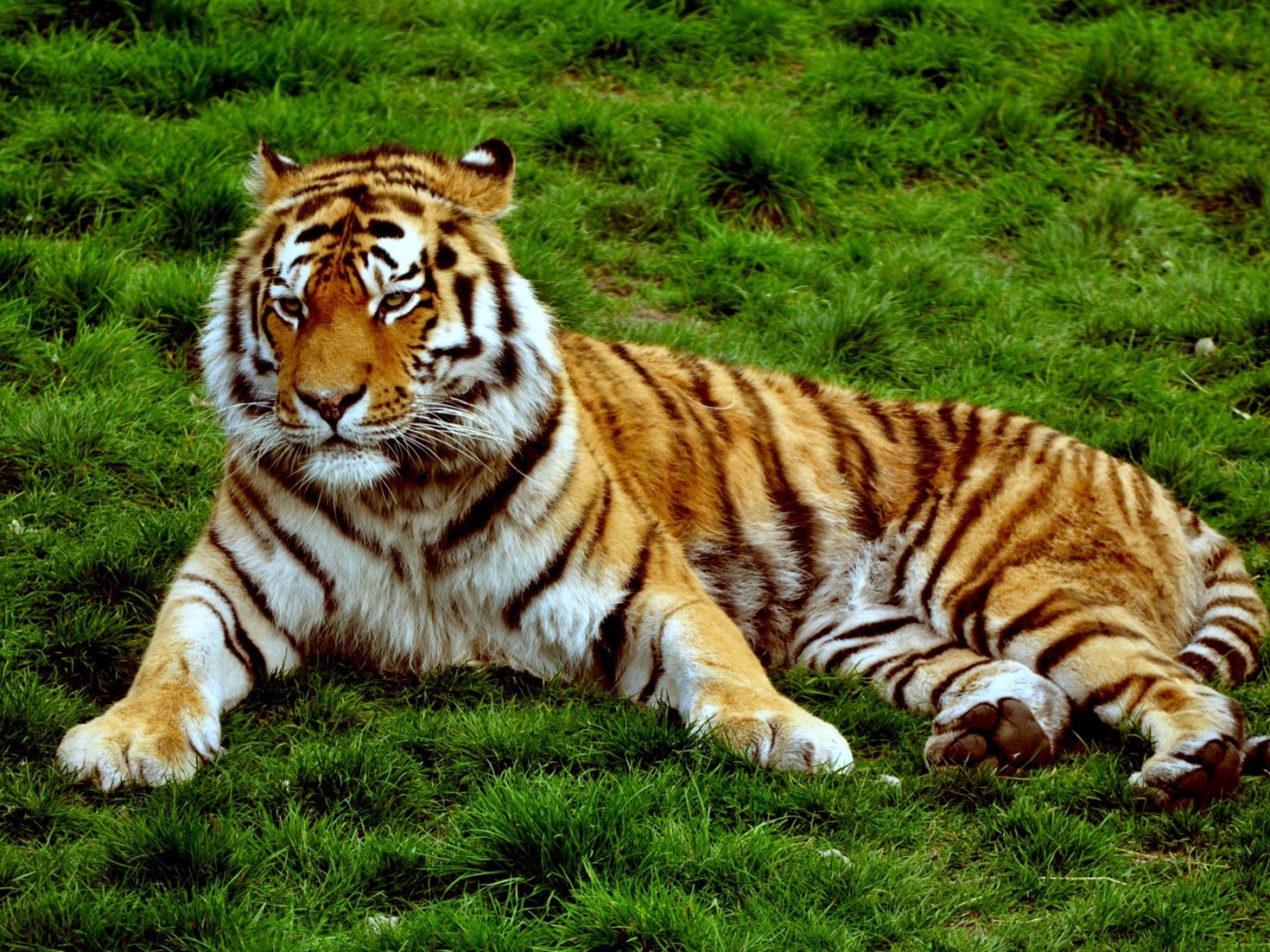 Хмурый тигр лежит на зеленой траве