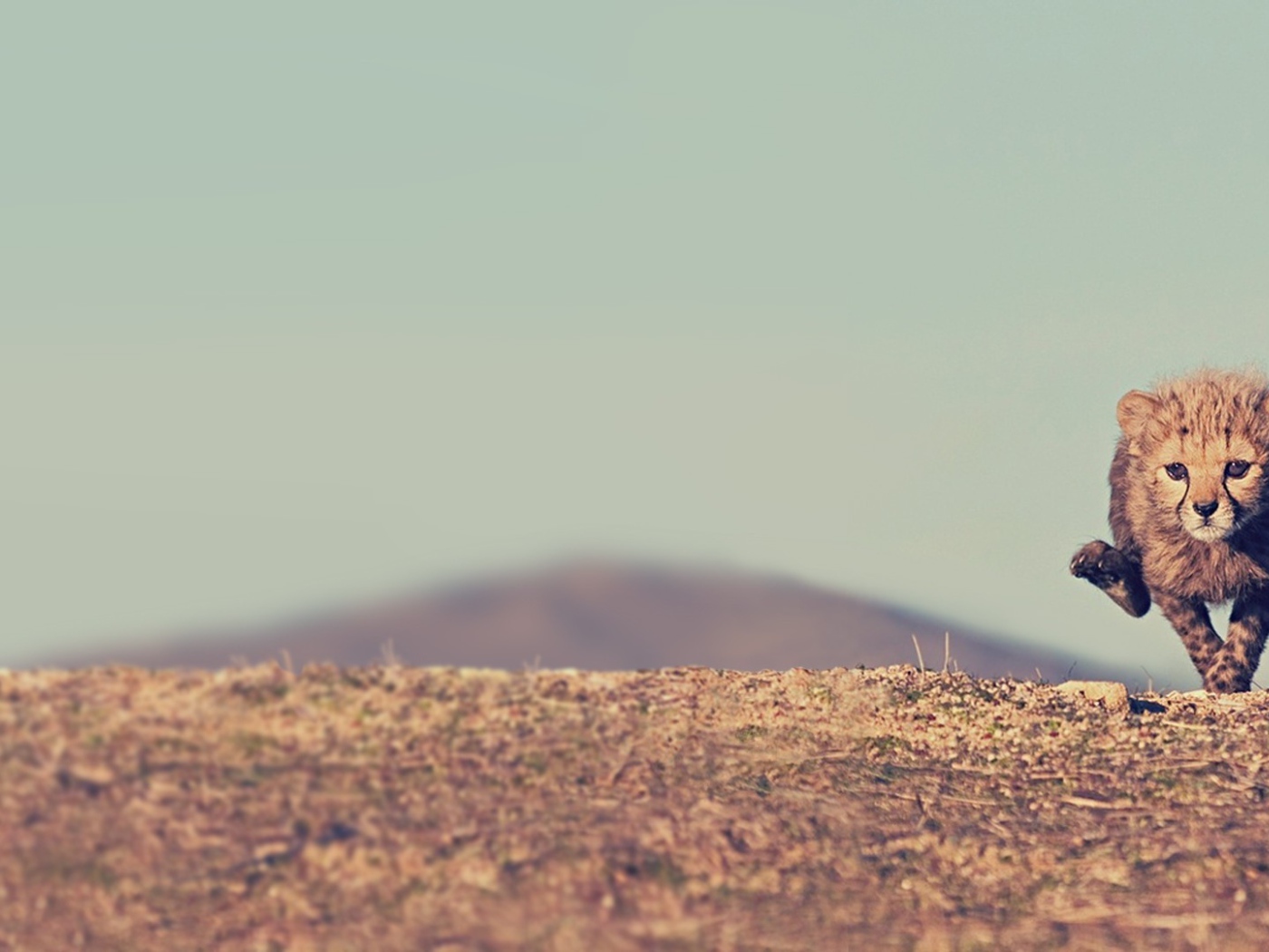 Малыш гепард бежит по саванне