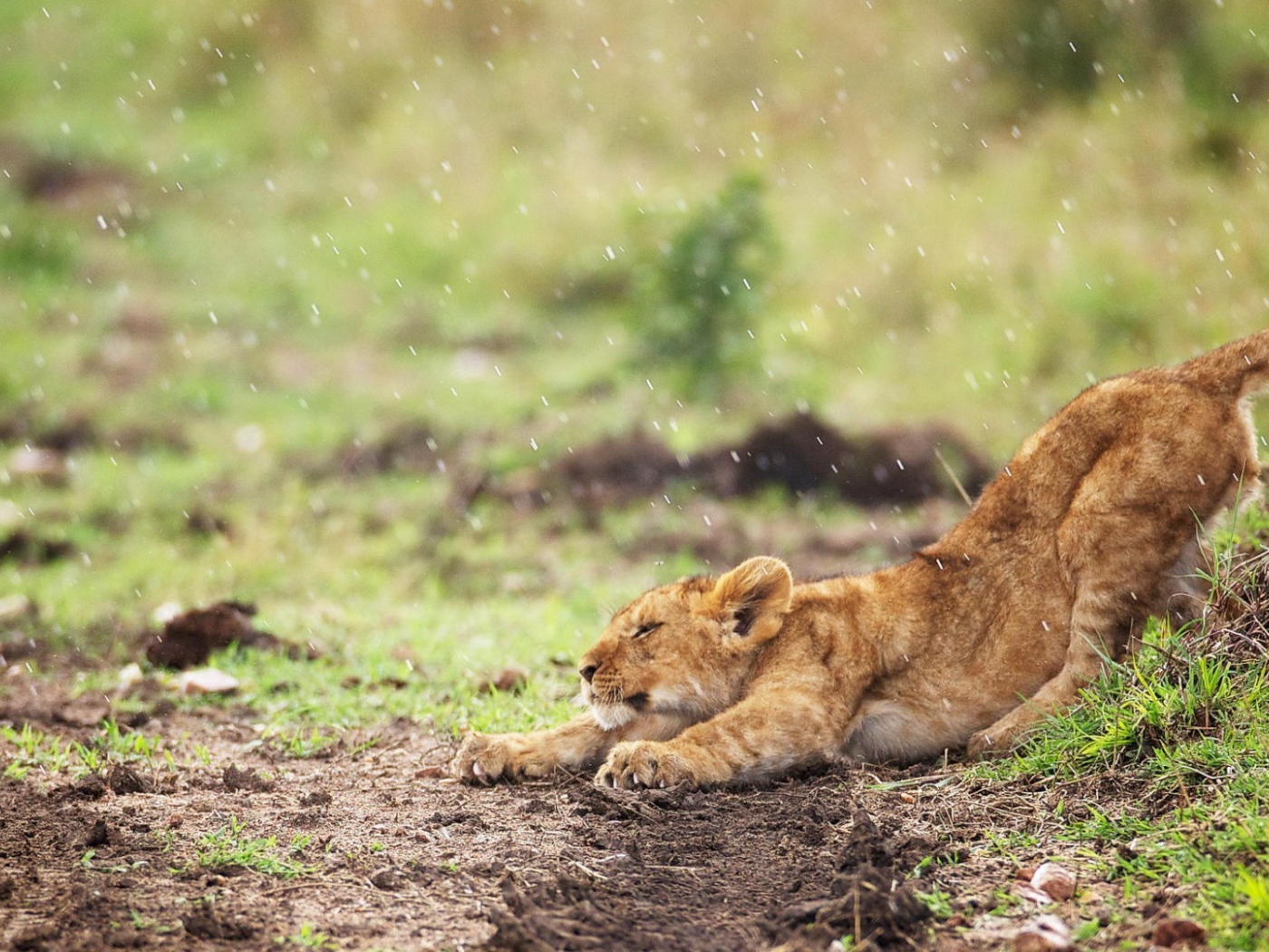 Львенок стоит под дождем