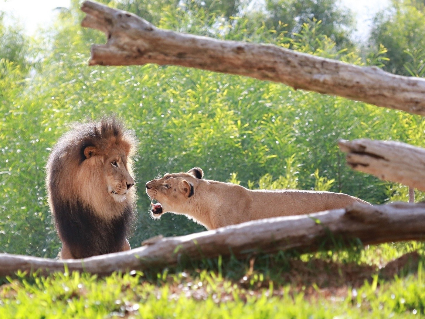 Львица рычит на льва