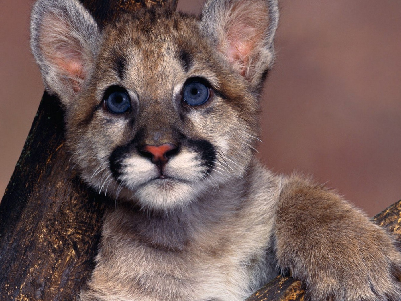 Маленький детеныш пумы