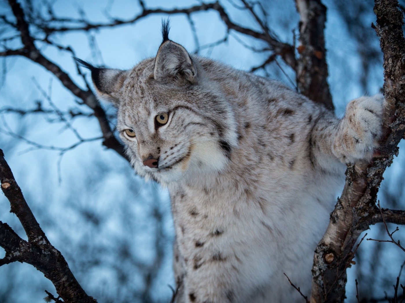 Рысь взбирается на дерево