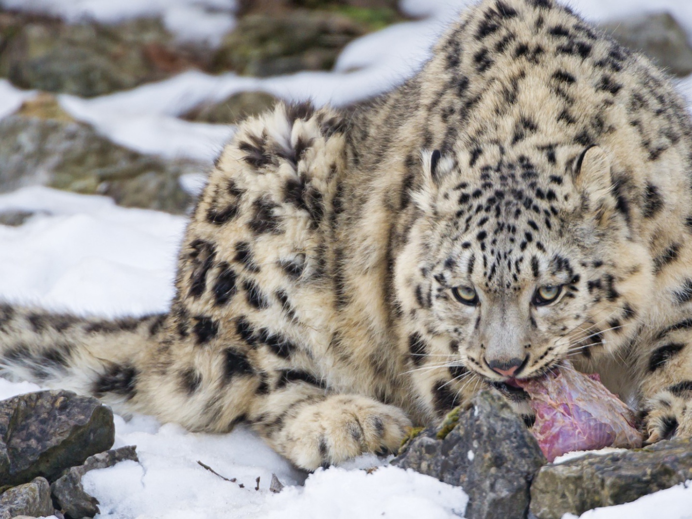 Рысь поедает добычу