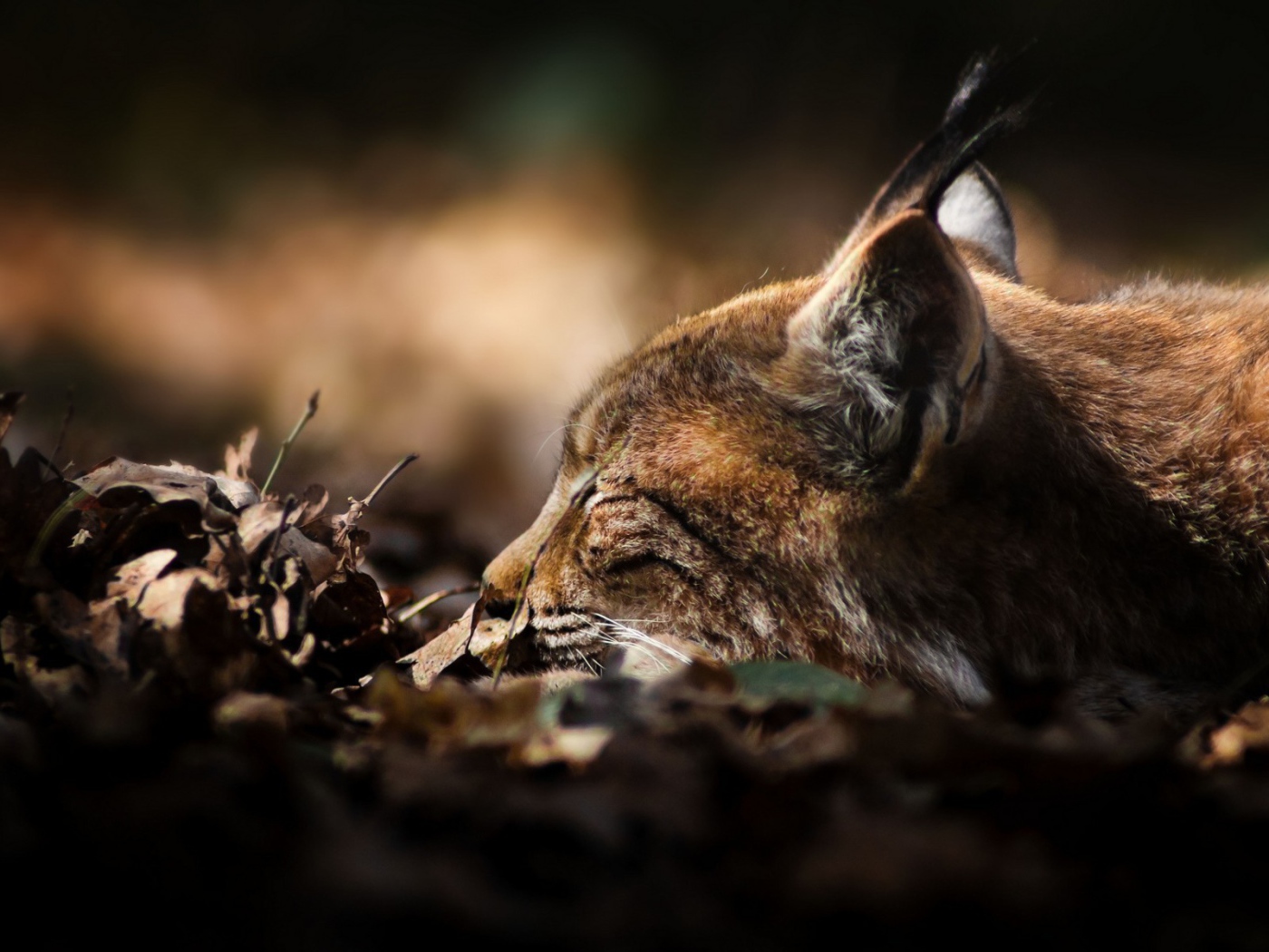 Рысь сидит в засаде