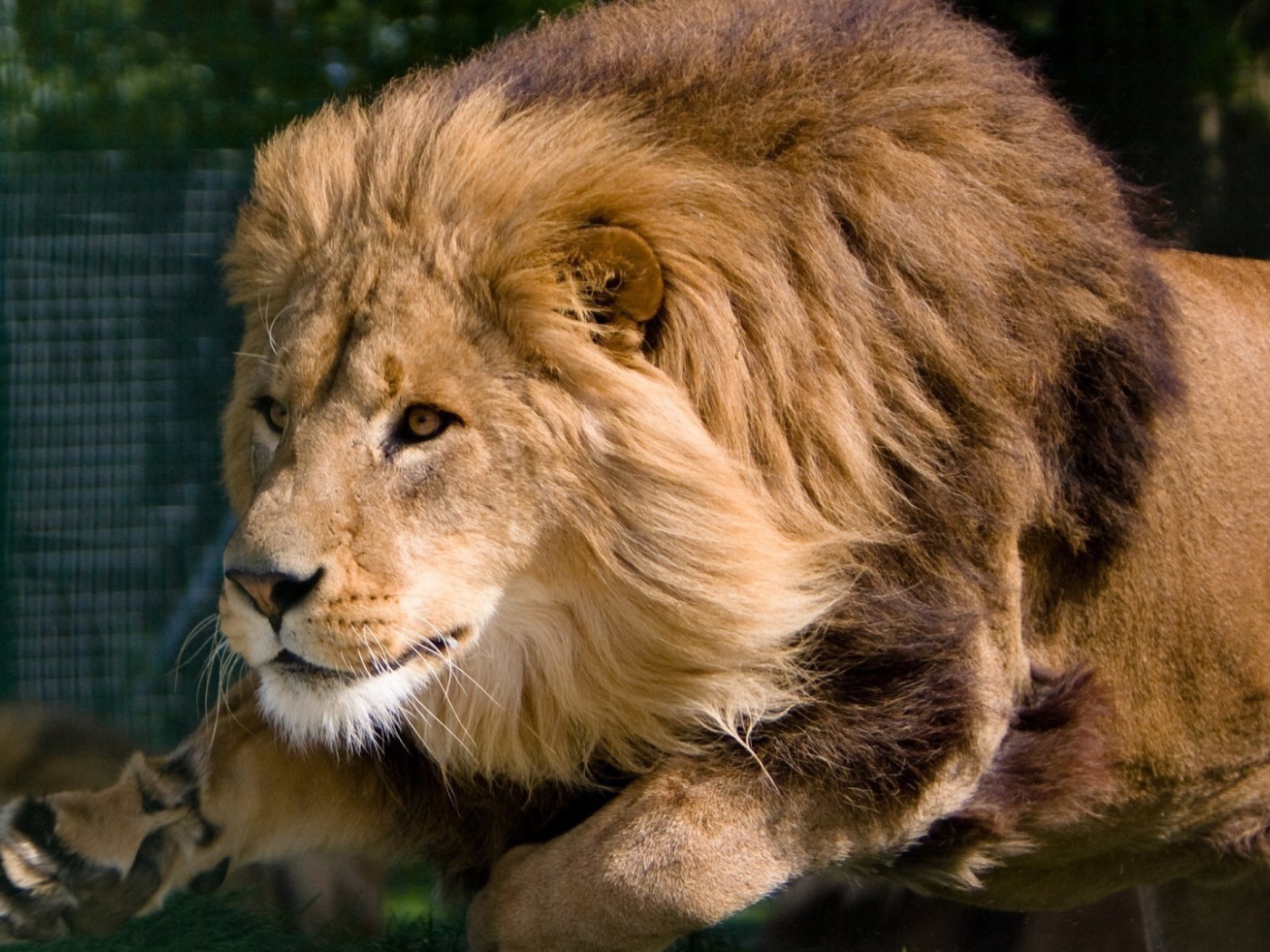 Гривастый лев в прыжке