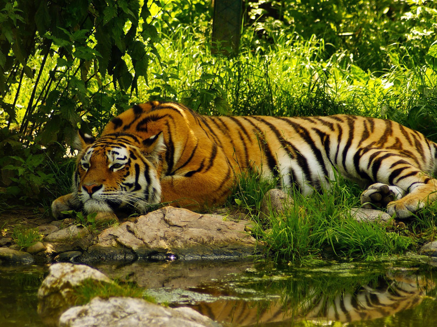 Умиротворенный тигр у воды