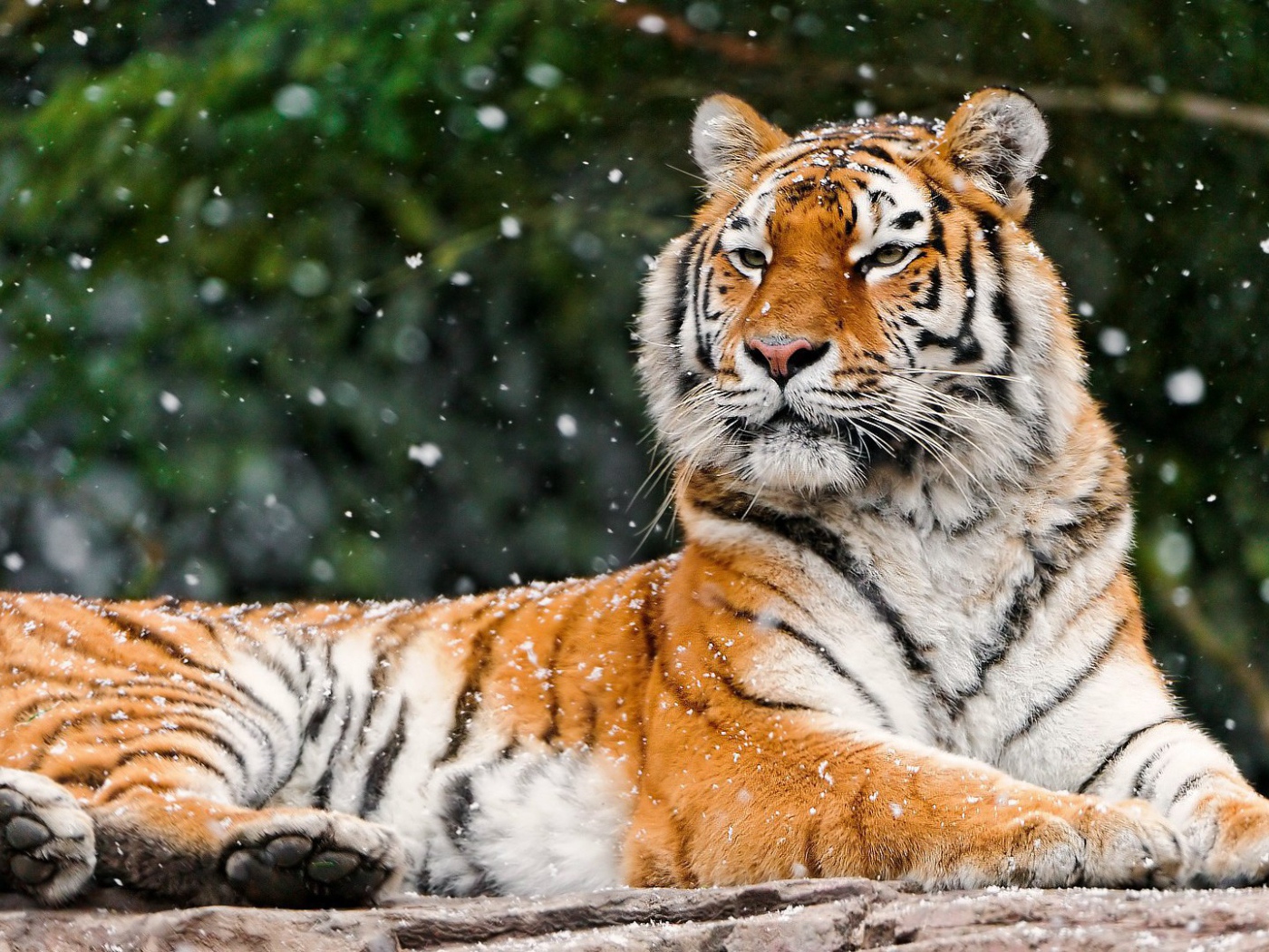 Гордая сибирская тигрица