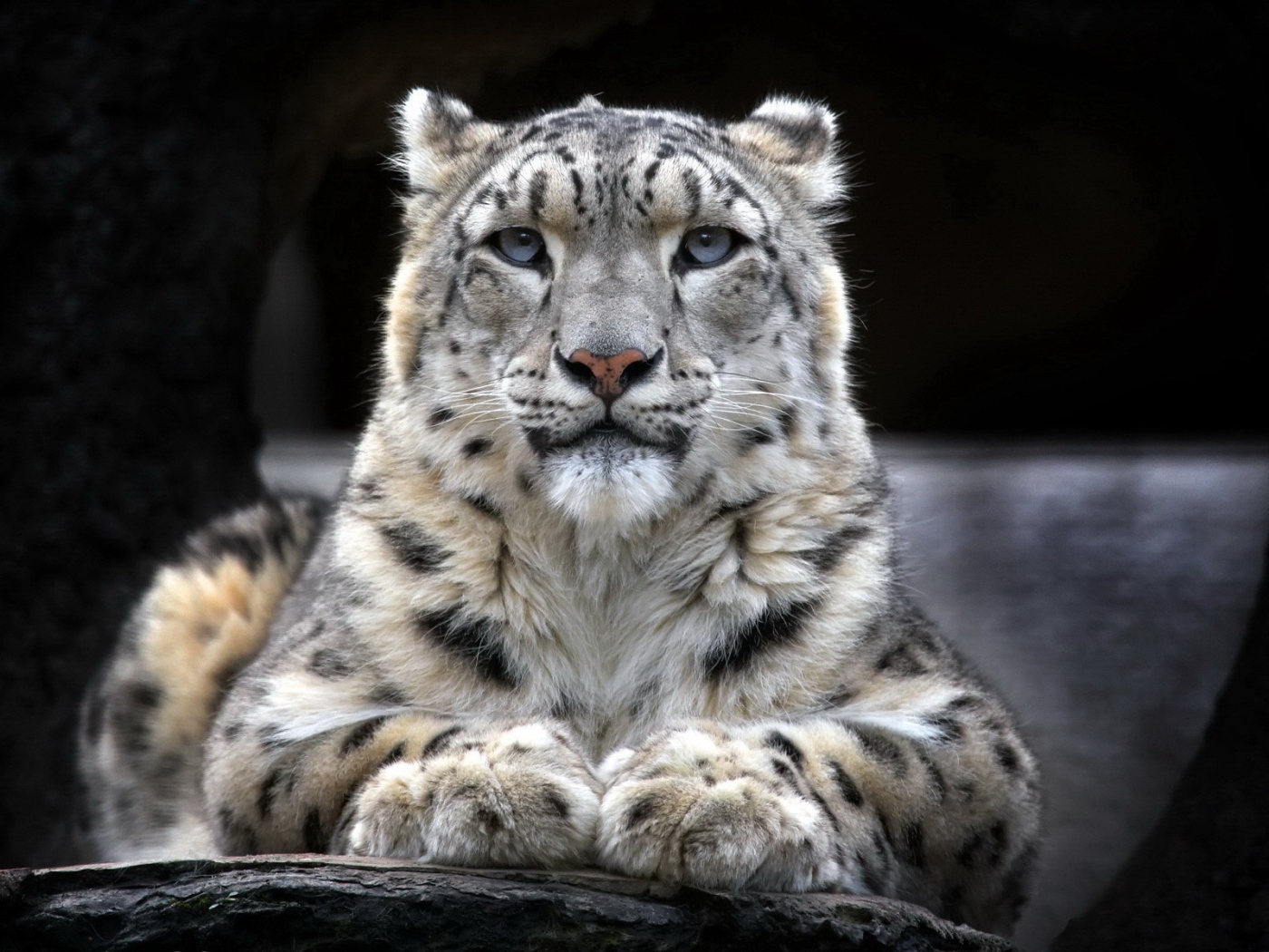 Гордый снежный барс лежит