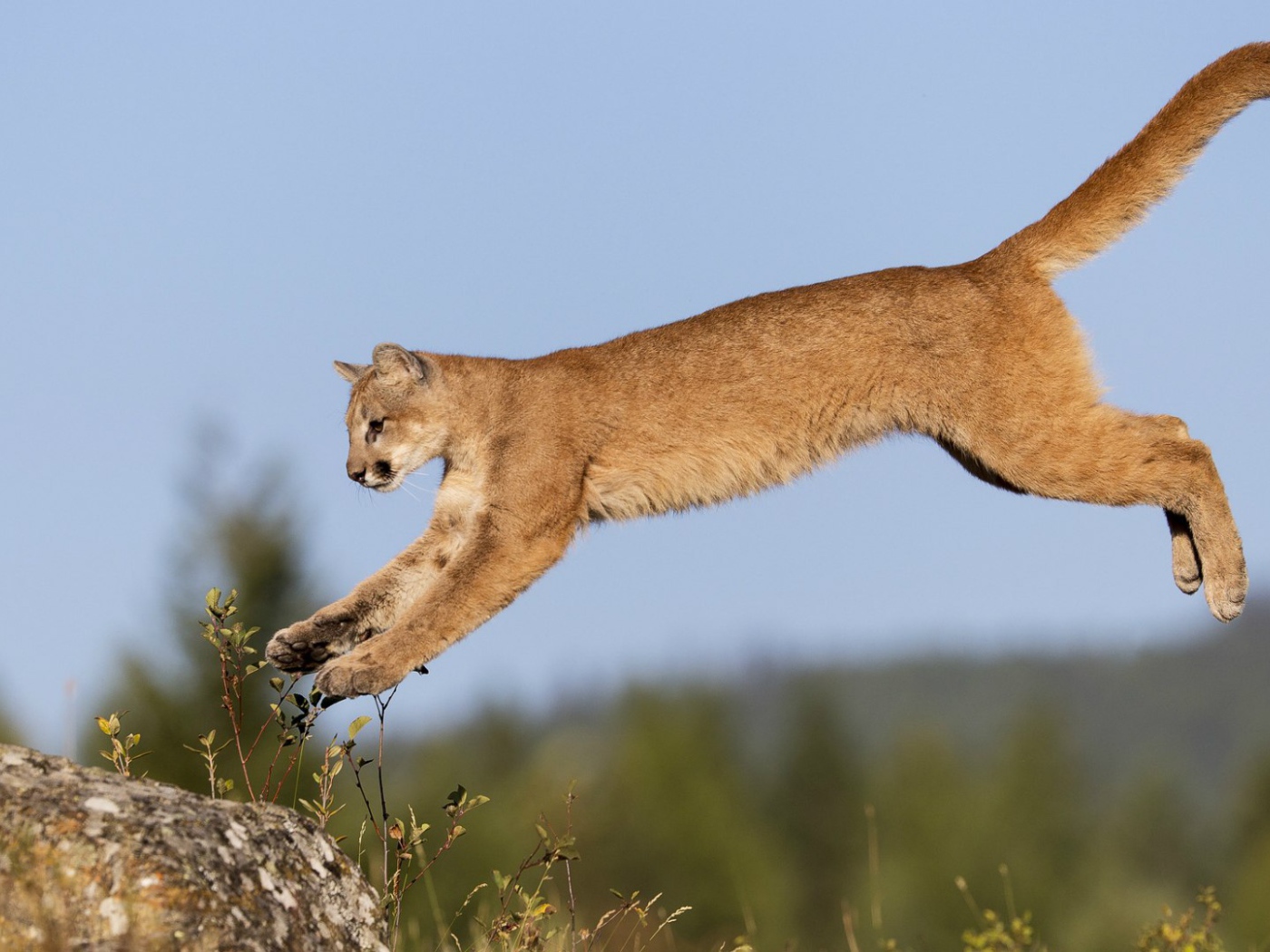 Пума в прыжке