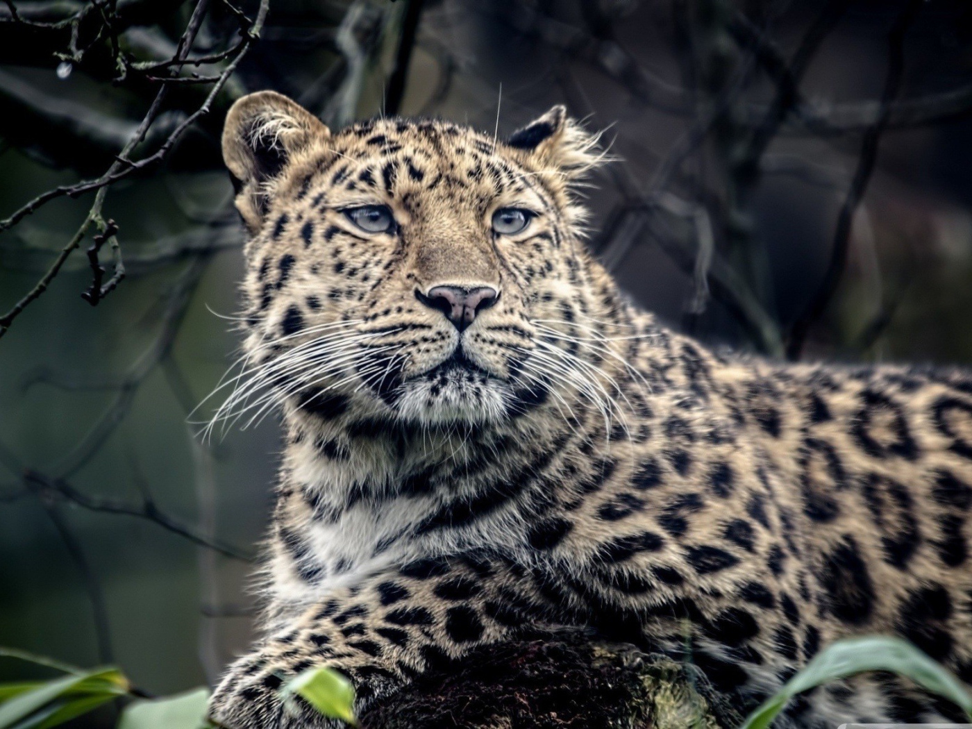 Грустный пятнистый леопард