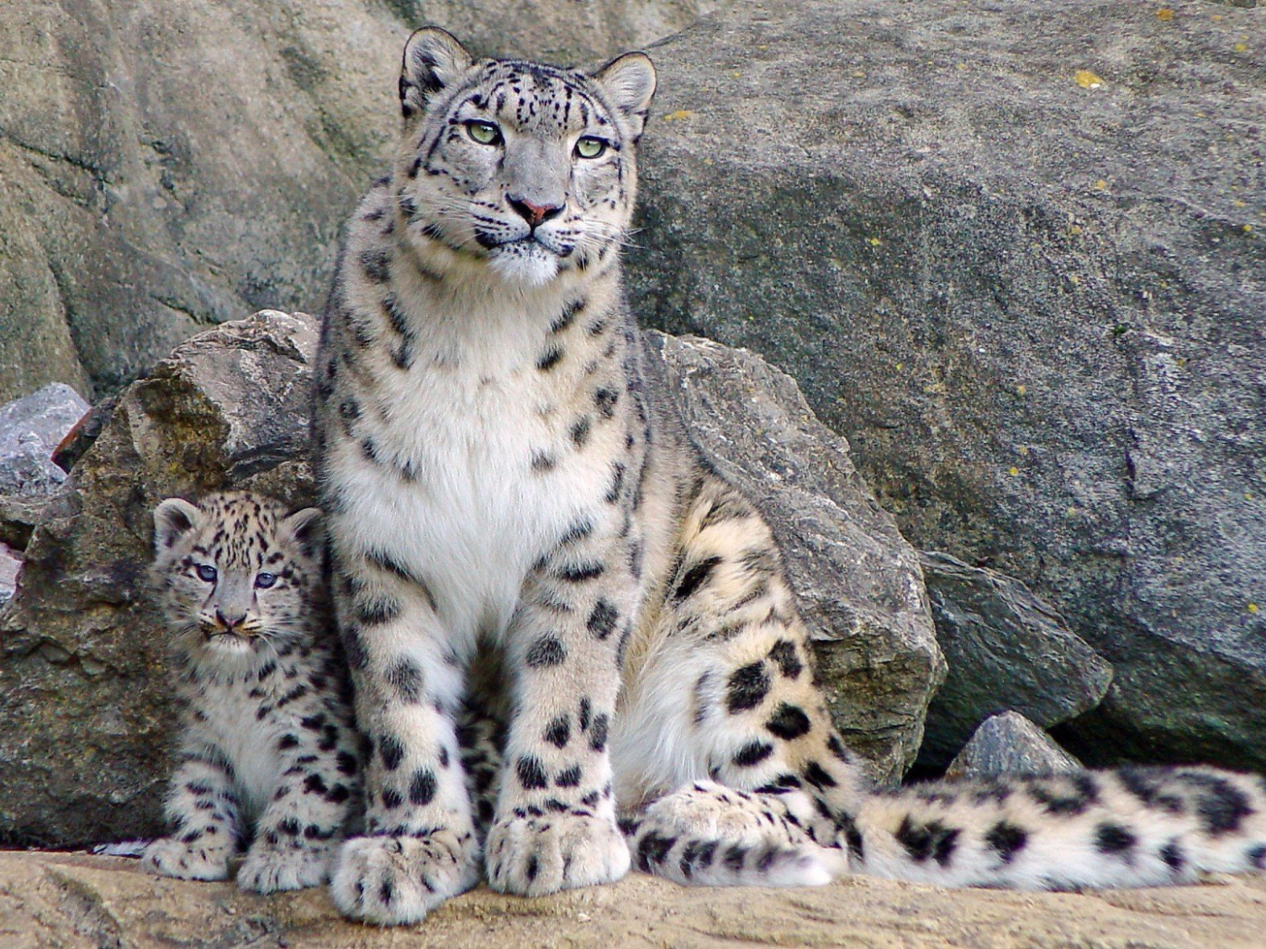 Снежный барс с котенком