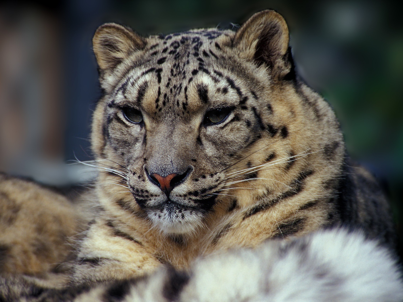 Суровый взгляд дикой кошки