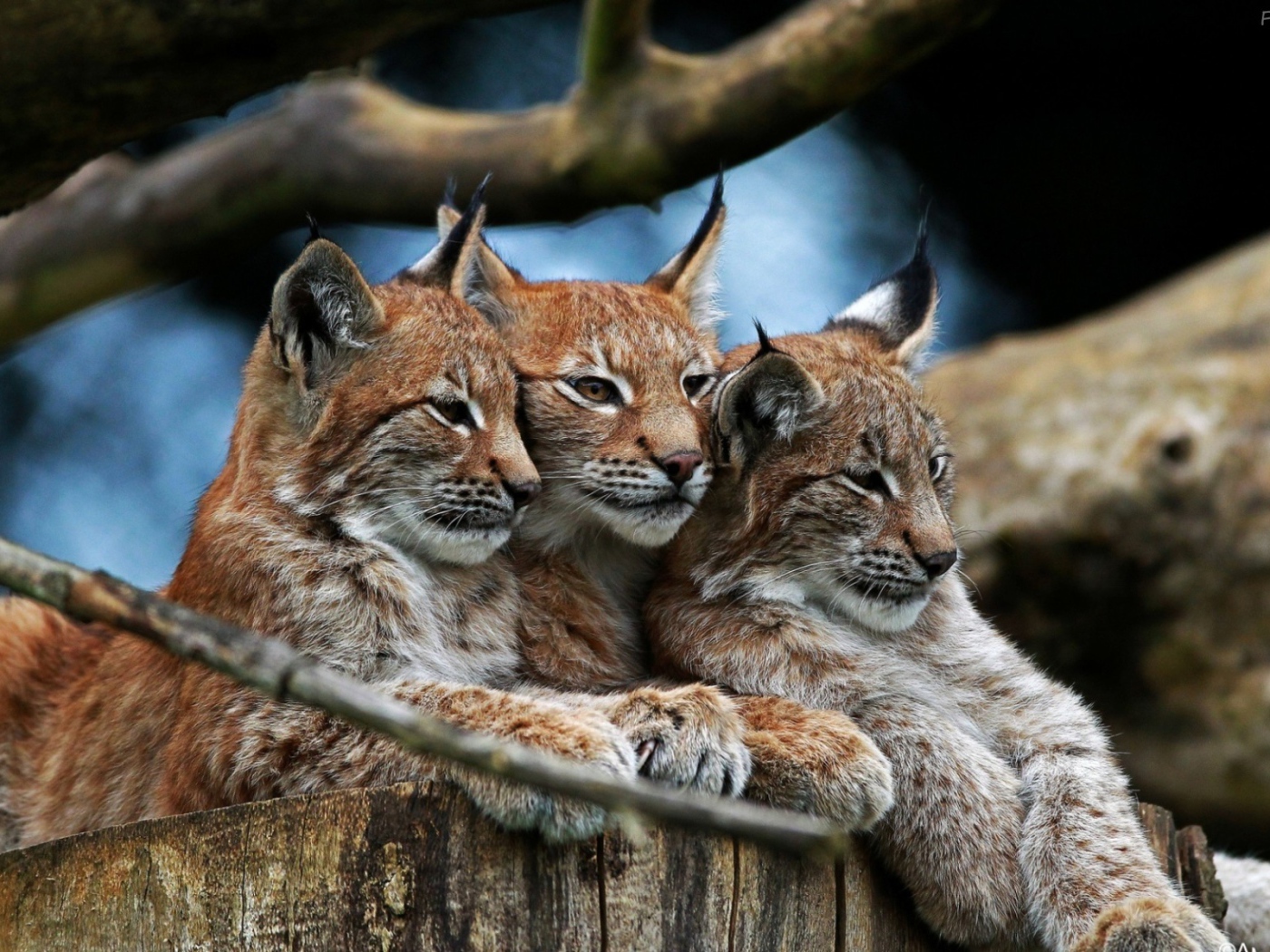 Три рыси под веткой